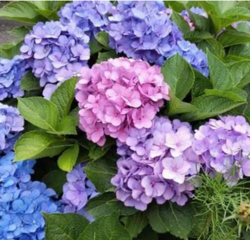 梅雨入りですね